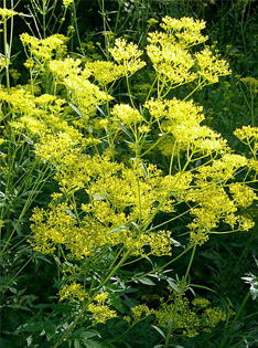 オミナエシ参考画像、尺八修理工房幻海