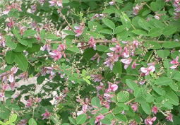 ハギ参考画像、尺八修理工房幻海